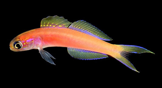 Kaguya Dartfish