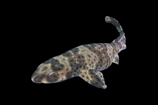 Swell Shark