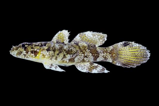 Hasselt's Goby