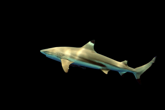 Black Tip Reef Shark