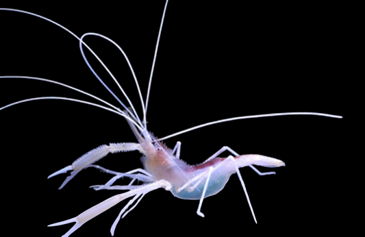 Cave Shrimp