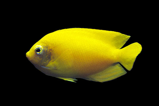 Yellow Angelfish (Centropyge heraldi)