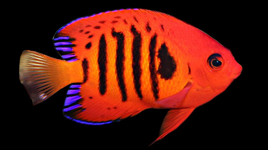 Flame Angelfish