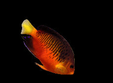 True Shepard's Angelfish (Centropyge shepardi)