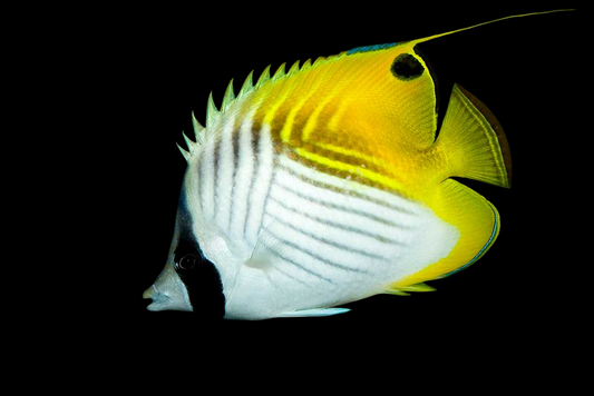 Red Sea Auriga Butterflyfish
