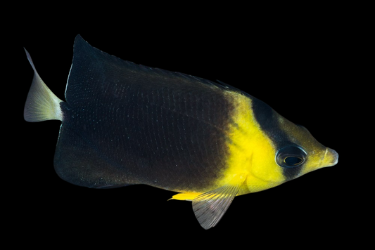 Blackburn's Butterflyfish