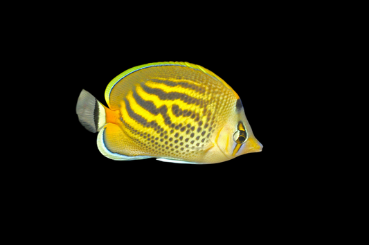 Pelewensis Butterflyfish