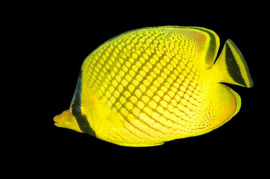 Latticed Butterflyfish