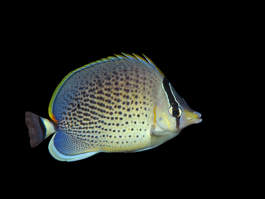 Peppered Butterflyfish