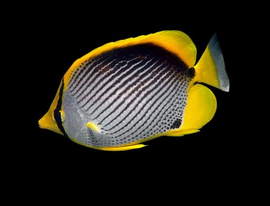 Blackback Butterflyfish