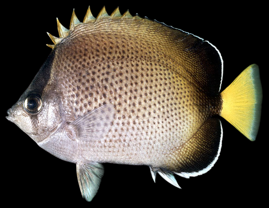 African Butterflyfish