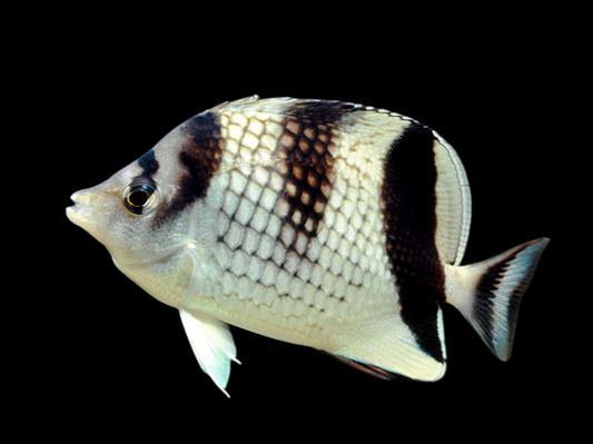 Black Pearlscale Butterflyfish