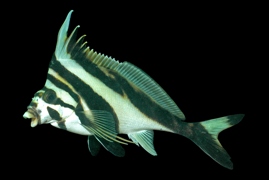 Blacktip Morwong Drumfish