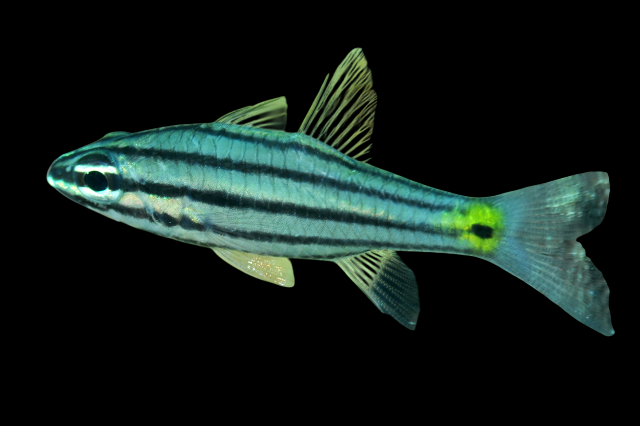 Five Lined Cardinalfish – International Aquatics