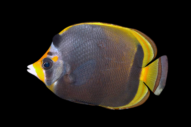 Black Butterflyfish