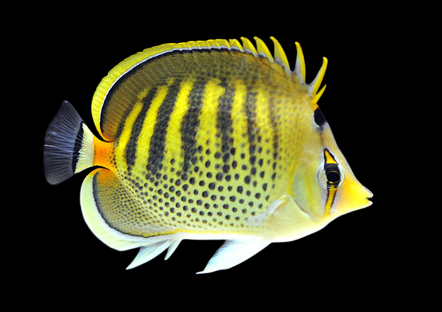 Spotband Butterflyfish