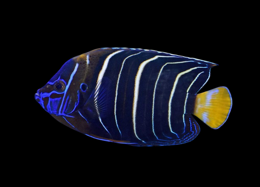 Chrysurus Angelfish, Adult