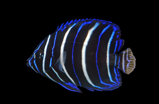 Chrysurus Angelfish, Juvenile