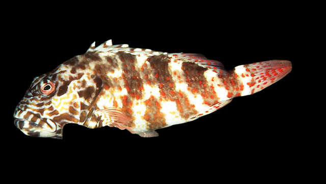 Stocky Hawkfish