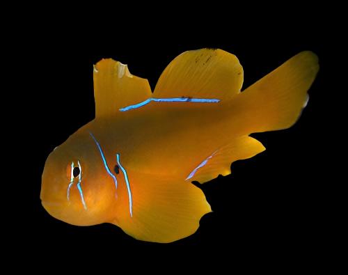 Citrinus Clown Goby
