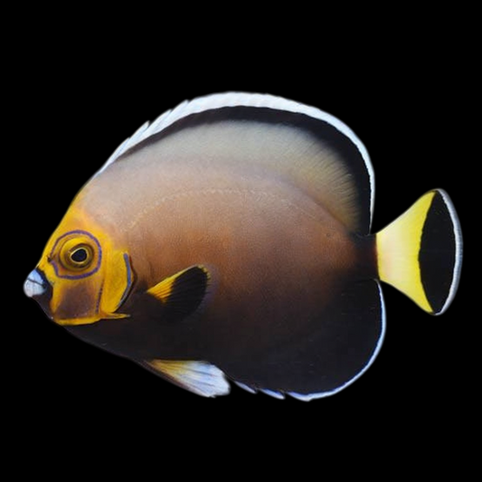 Conspicuous Angelfish