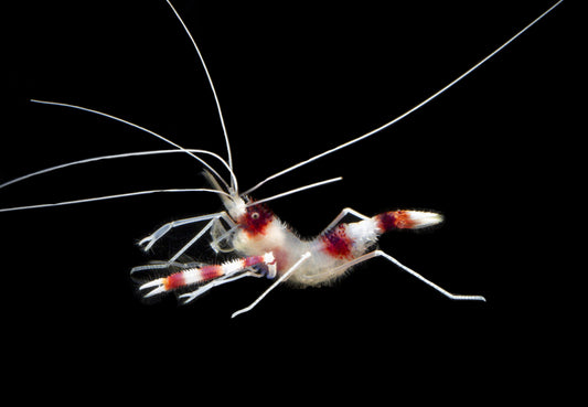 Coral Banded Shrimp