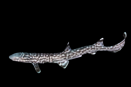 Coral Cat Shark