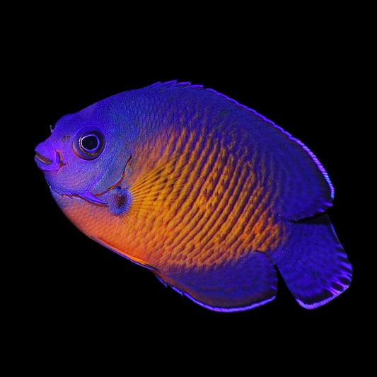 Coral Beauty Angelfish
