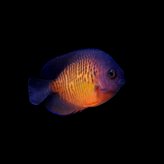 Coral Beauty Angelfish, Lautoka