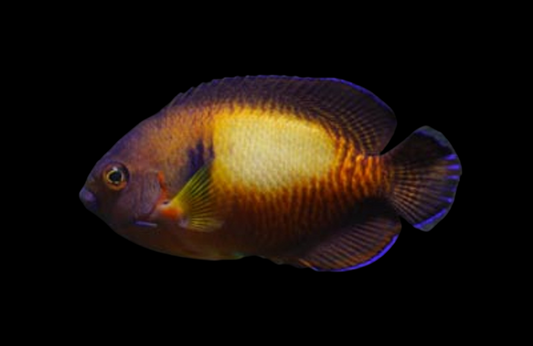 Coral Beauty Angelfish, Tiger Tail Var. Premium