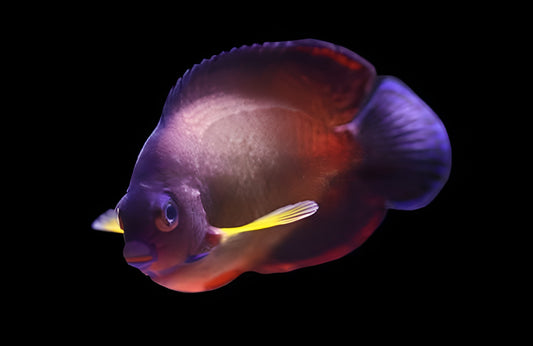 Coral Beauty Angelfish, Yellow Body