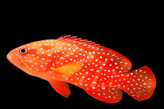 Coral Grouper