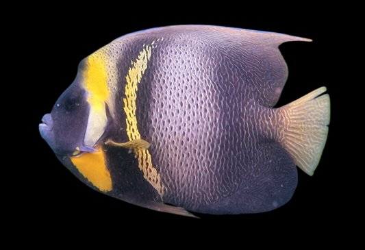 Cortez Angelfish