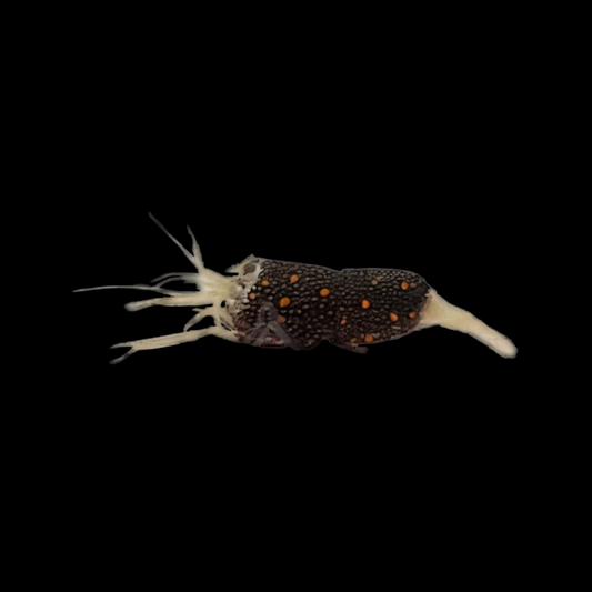 Cortez Barrel Shrimp
