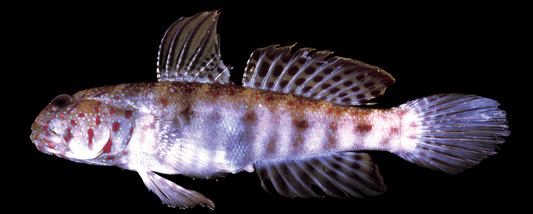 Multibarred Shrimp Goby