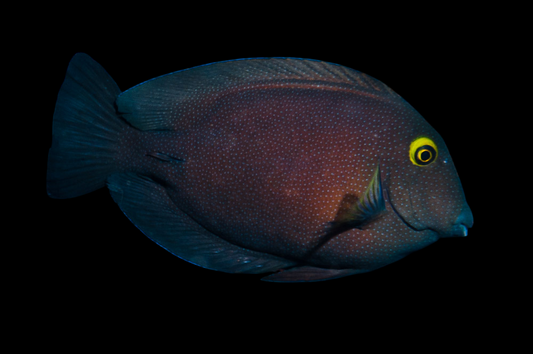 Indian Gold Ring Bristletooth Tang