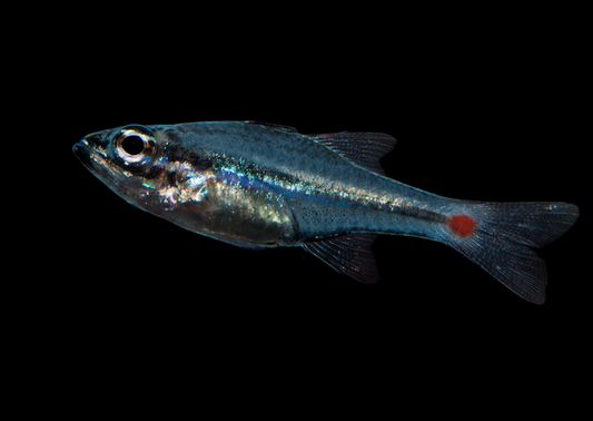 Red Spot Cardinalfish