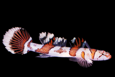 Amikami Flap-Headed Goby
