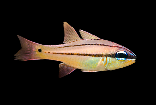 Seale's Cardinalfish