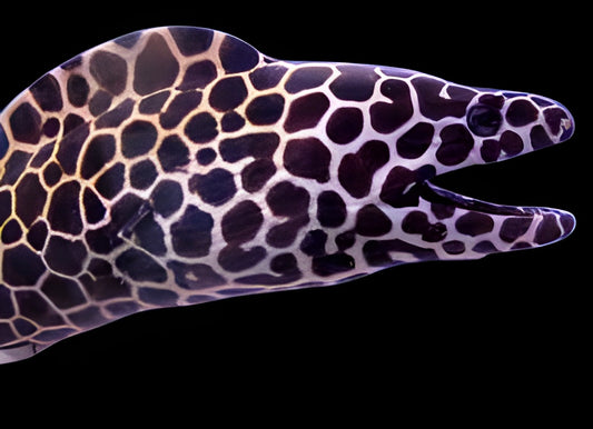 Dalmatian Eel
