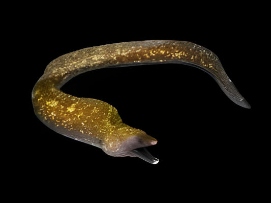 Dark Moray Eel