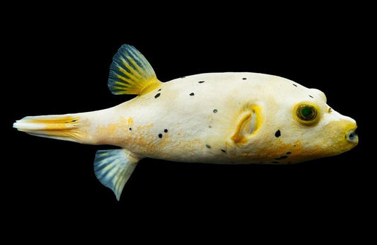 Yellow Belly Dogfish Pufferfish