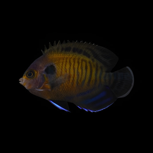 Dusky Angelfish