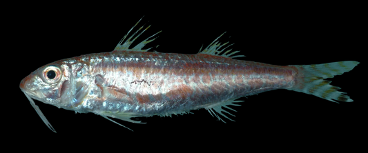 Dwarf Goatfish