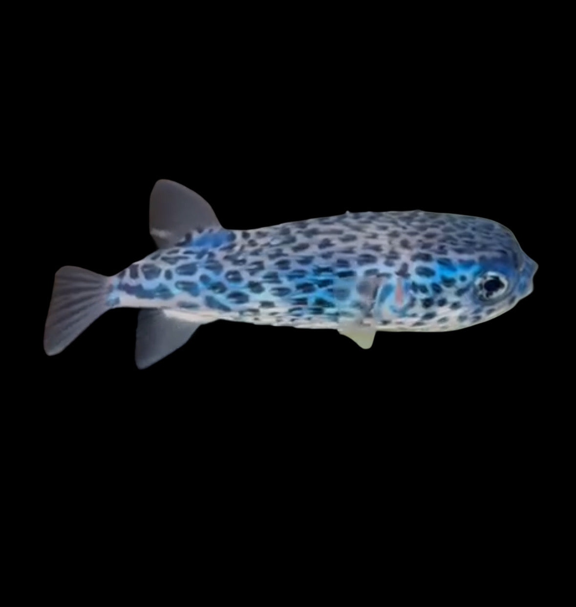 BLUE PELAGIC PUFFER - 5 INCHES