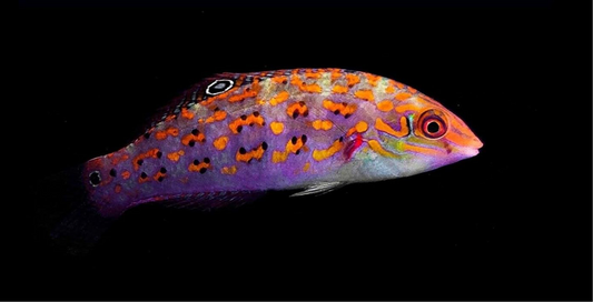 Timor Wrasse
