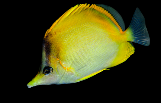 Brazilian Butterflyfish
