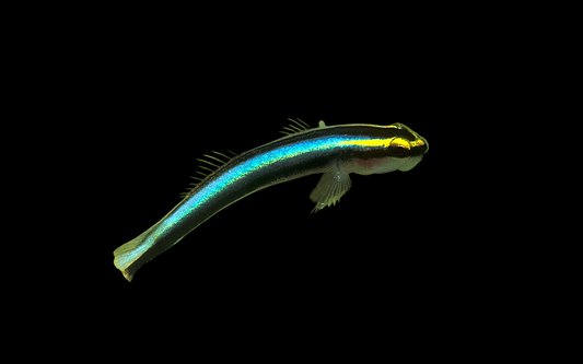 Sharknose Goby