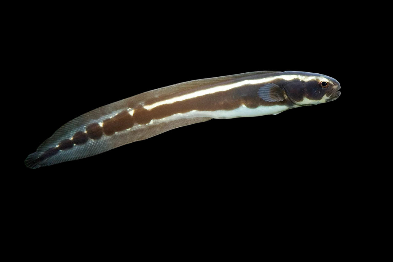 Engineer Goby – International Aquatics