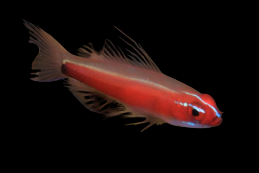 Neon Red Pygmy Goby